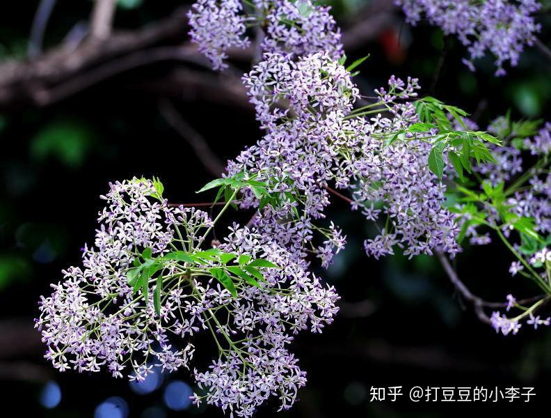 无忧树果实 v2-fd051ca8117ec3047b883aef357060f8_r.jpg