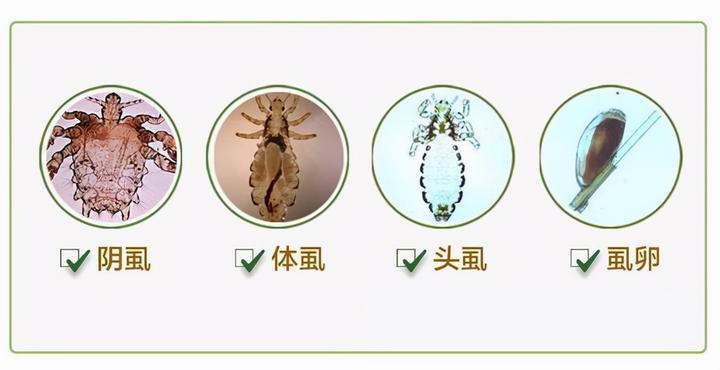 灭阴虱心得分享。同时推荐两种灭虱子的成分(包含头虱、体虱)。 - 知乎