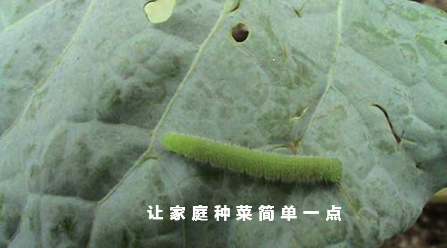 种菜教授 有效彻底灭杀菜青虫的一个非农药方法 知乎