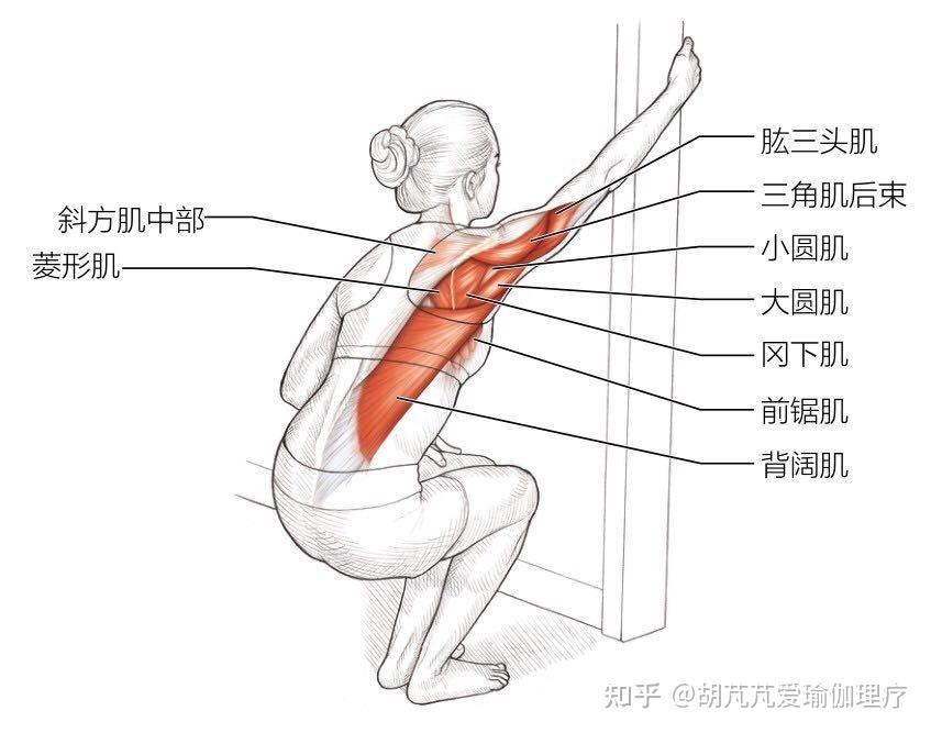 小对斜方肌中部的拉伸,但同时会增加对背阔肌,三角肌后束,冈下肌,大圆