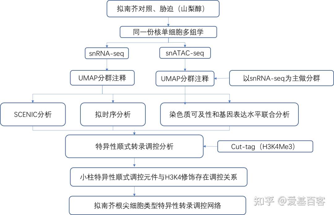 Adv Sci | scRNA+scATAC-seq解析植物根渗透胁迫的机制 - 知乎