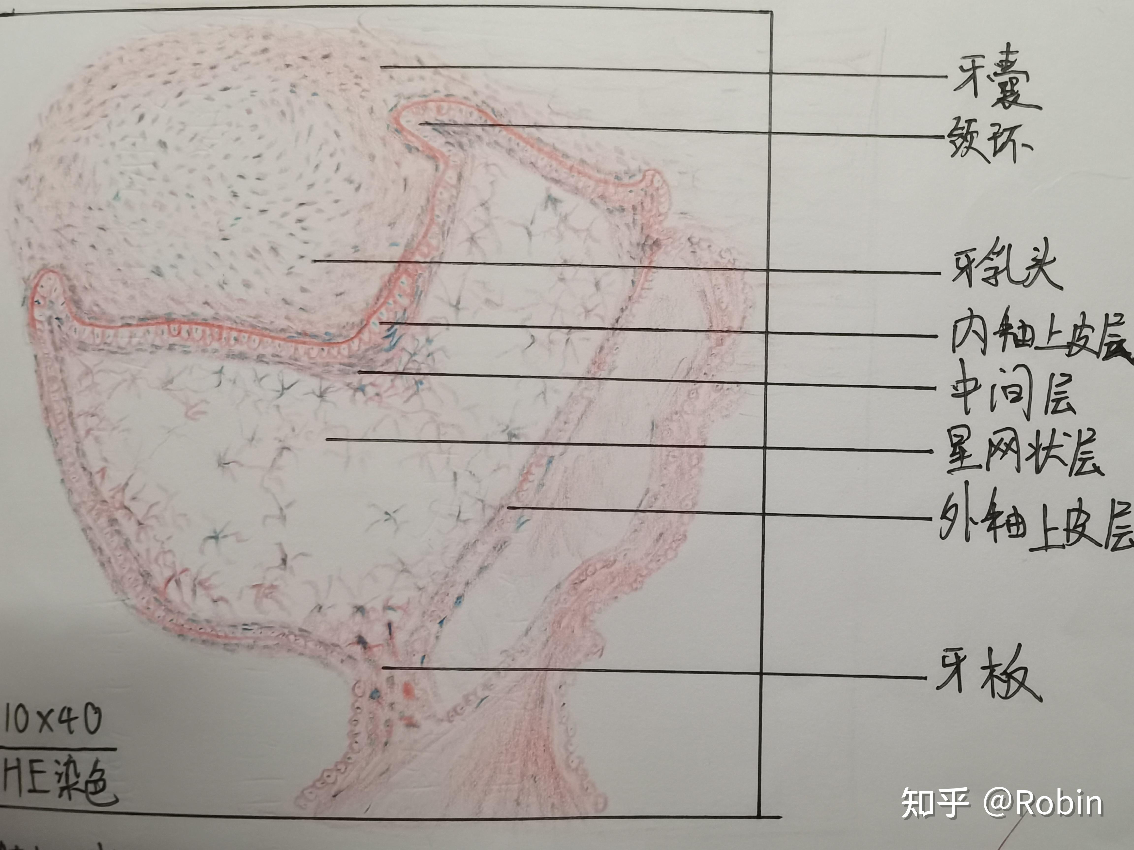 口腔组织胚胎学切片绘图 