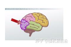 大脑探秘:脑区功能全景解析与深度拓展 - 知乎