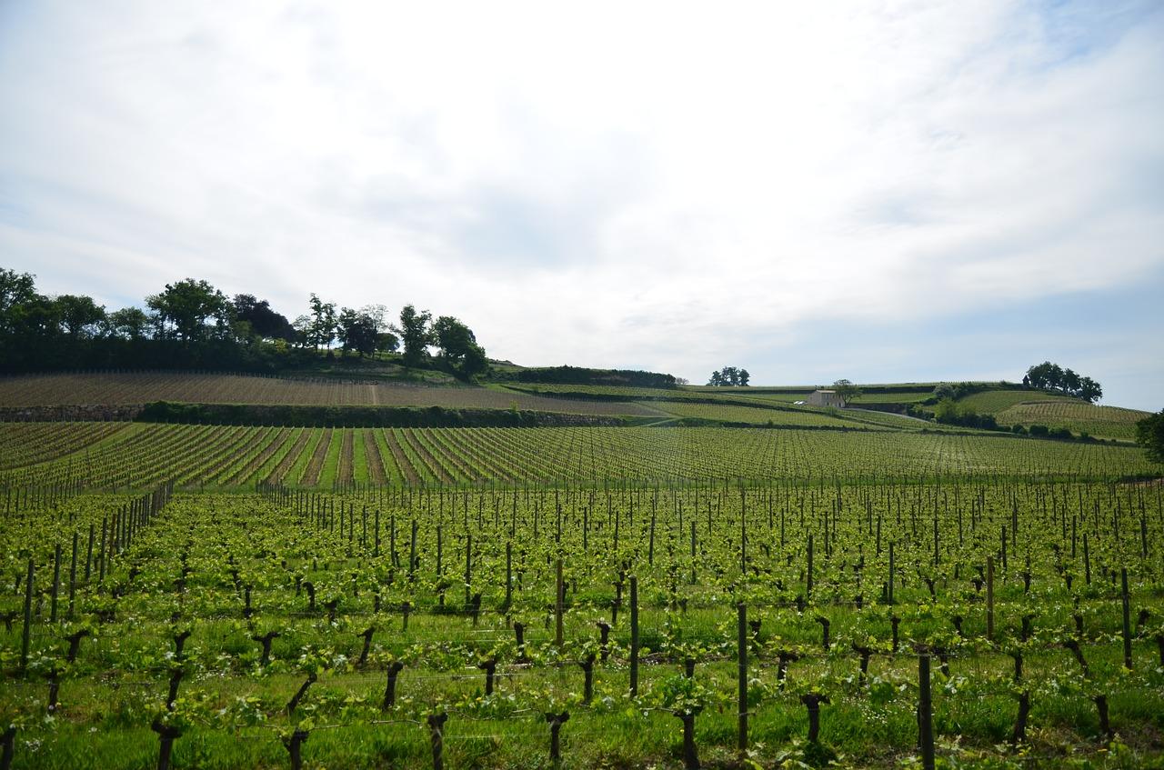 3. 黄泥地蔬菜推荐