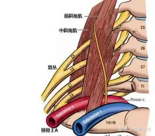 手臂手指發麻就是頸椎病不也可能是它