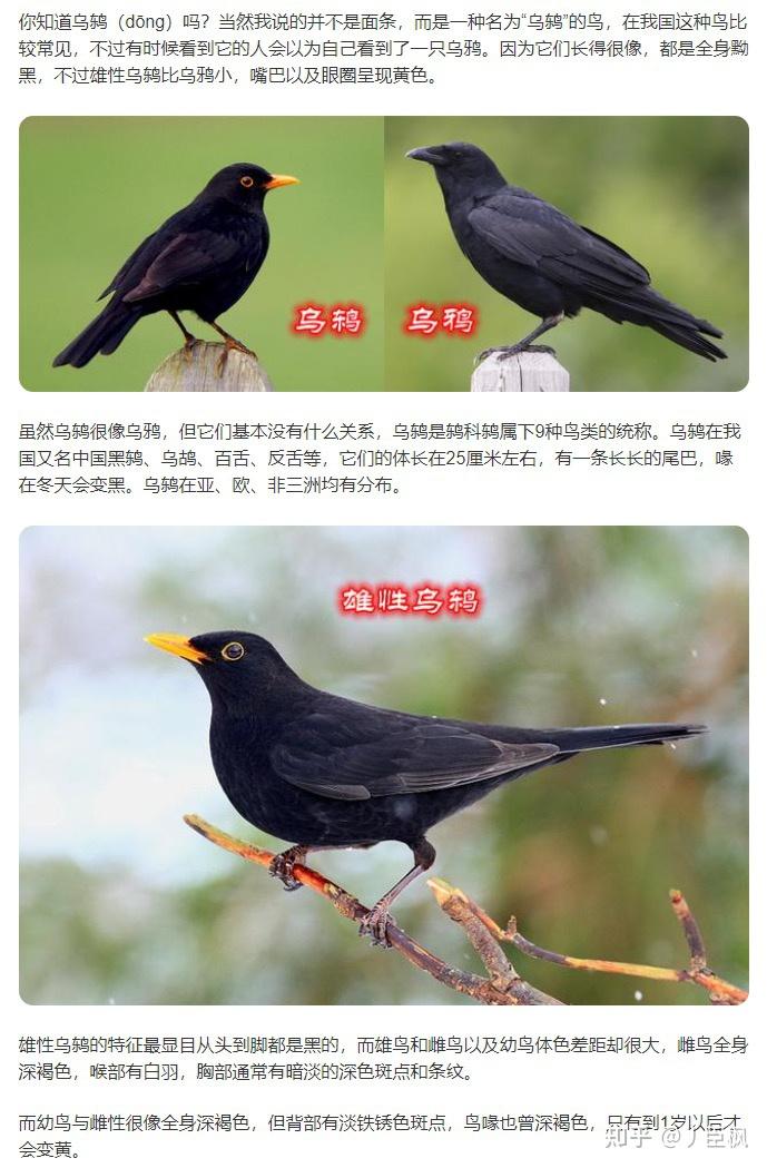 黑色黄嘴 请问这什么鸟?