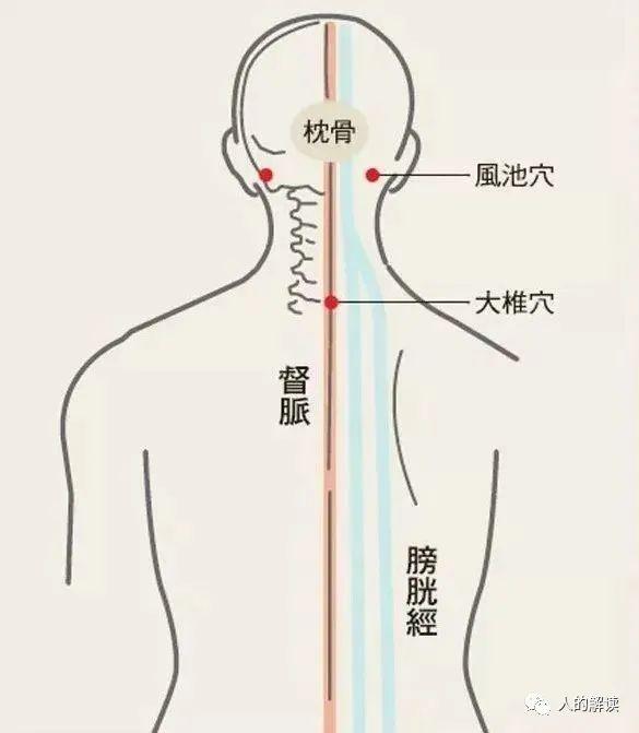 顶天立地的膀胱经