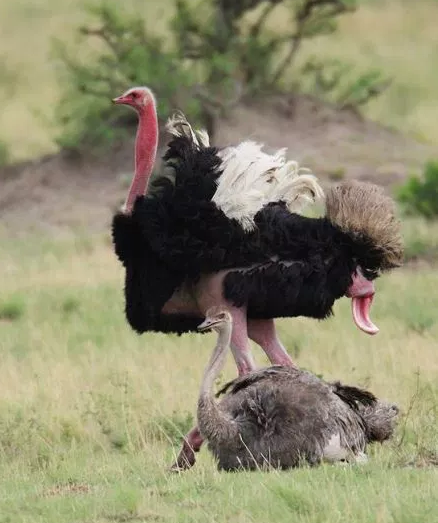 鸵鸟的丁丁是向左弯曲的0鸵鸟和鹤鸵虽然没有鸭子的魔贯光杀炮厉害,但