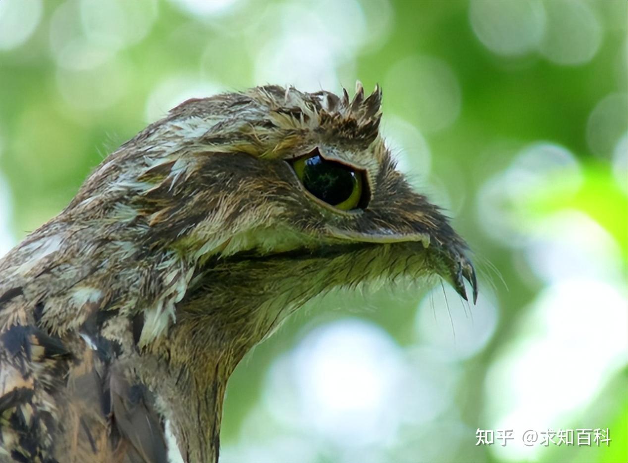 英文名是potoo,這個英文名的由來其實很簡單,就是林鴟叫聲的擬聲詞