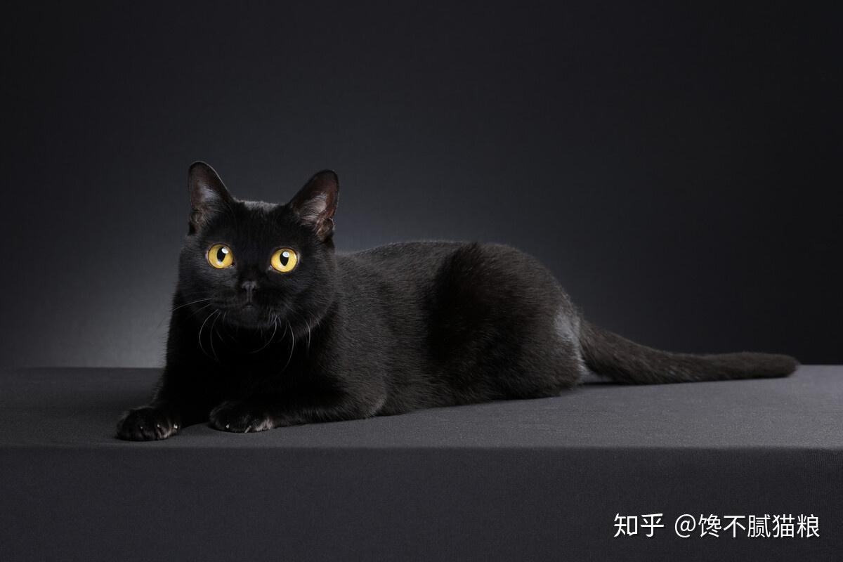二,孟买猫