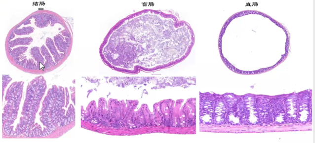 小鼠肠道分段解剖图图片
