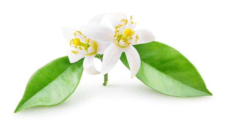 精油知识 | 橙花NEROLI - 知乎