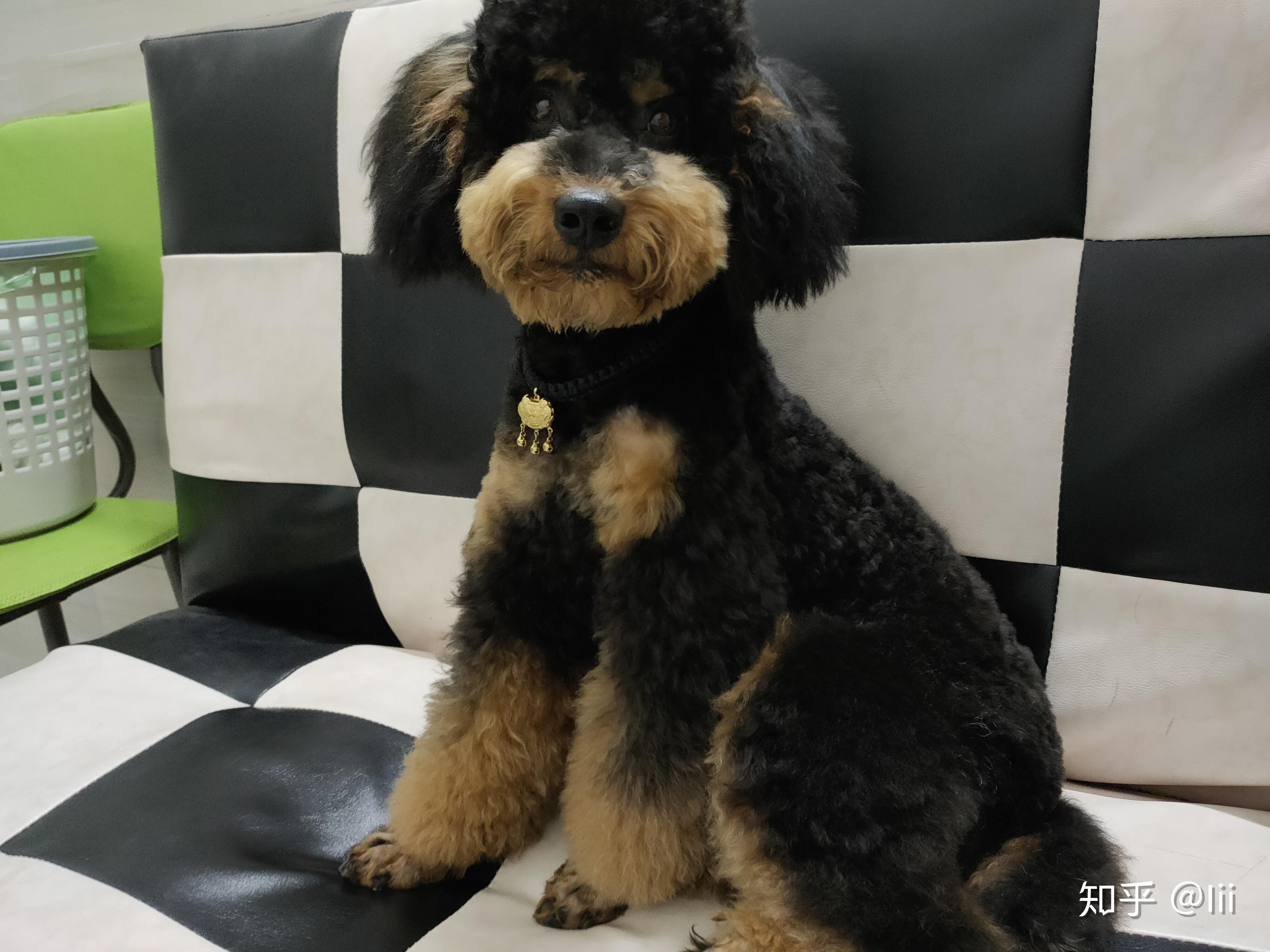 泰迪有没有铁包金颜色的