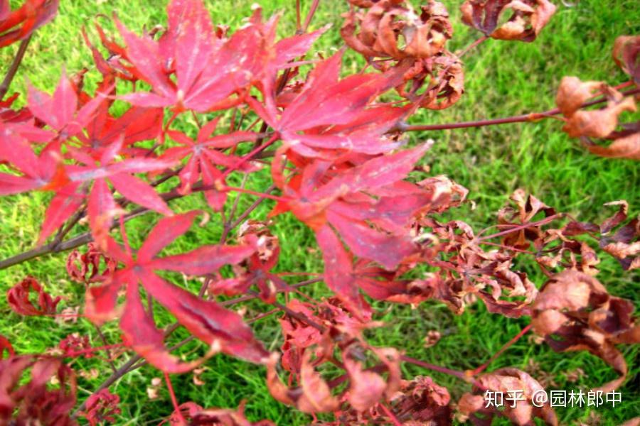 红叶朱蕉叶子干枯图片