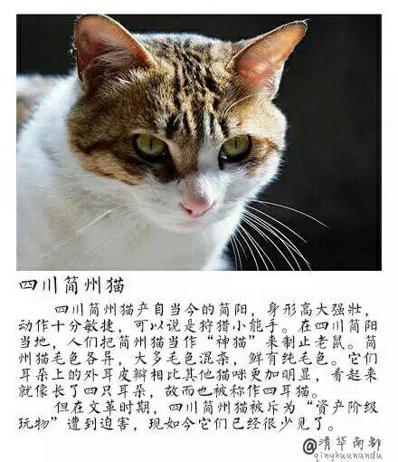 一般国内小区院里常见的野猫有品种嘛是什么品种