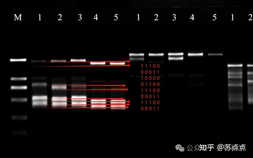 分子标记:PCR后如何数条带,什么是多态性条带? - 知乎