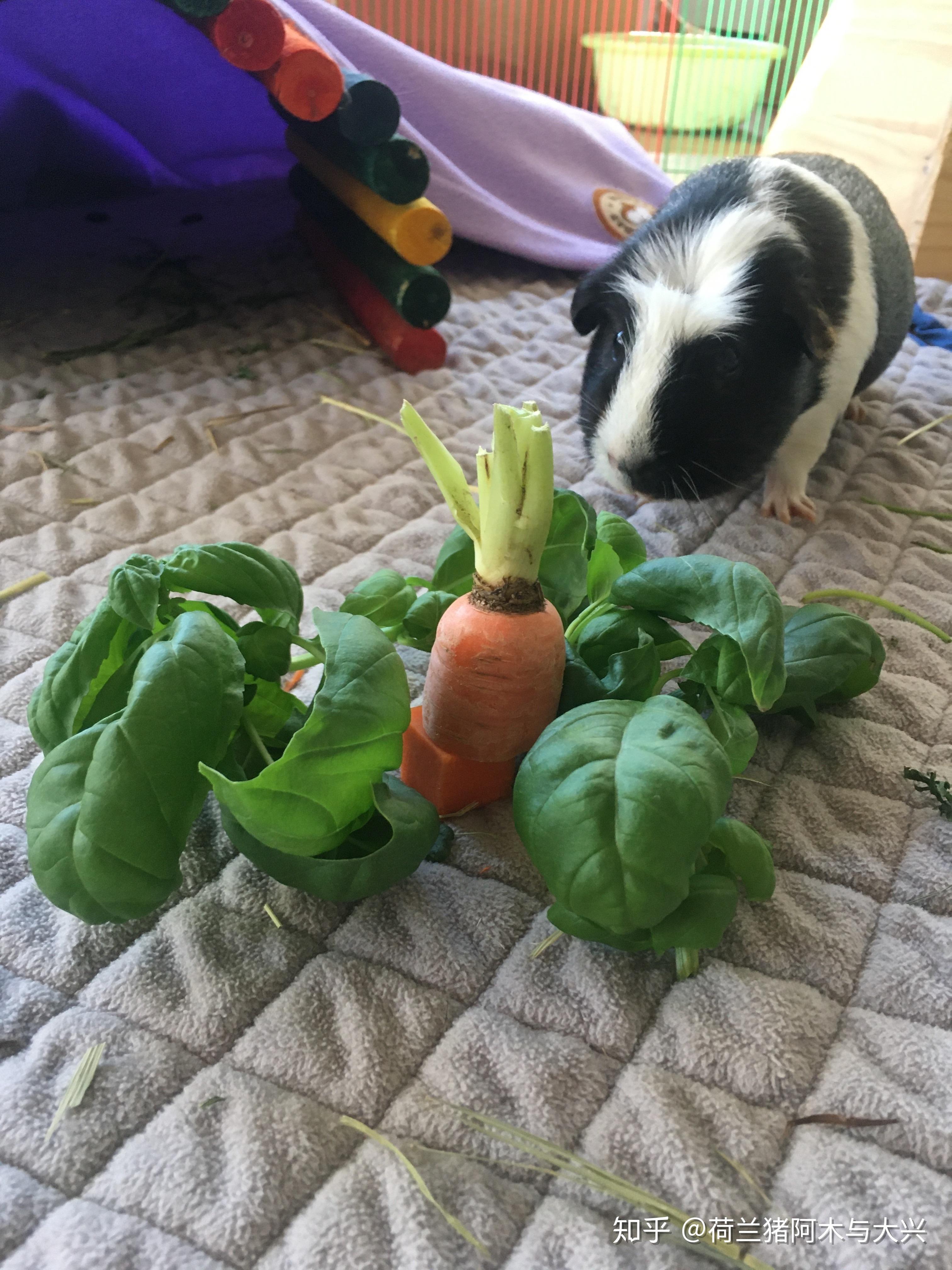 荷兰猪吃啥蔬果篇