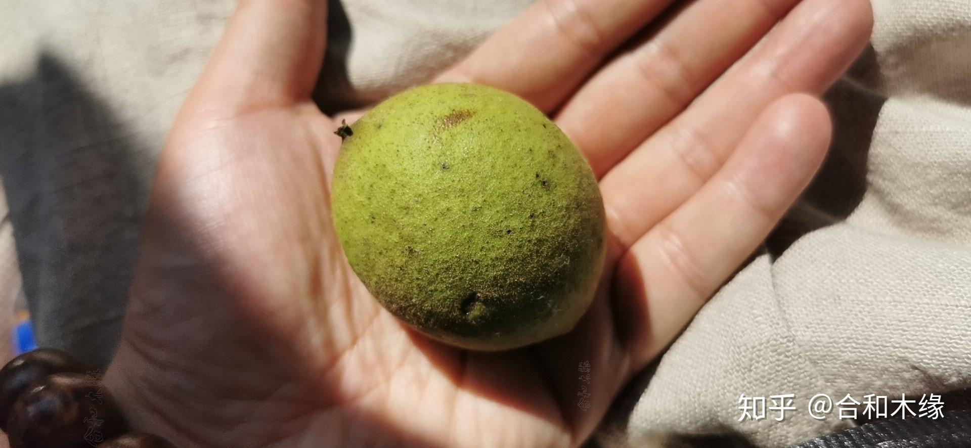 黑胡桃木结的果实怎样做成手串? - 知乎