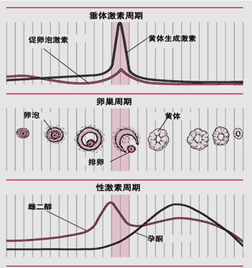 卵泡刺激素(fsh)·促使卵泡生長發育·激活顆粒細胞分泌雌激素