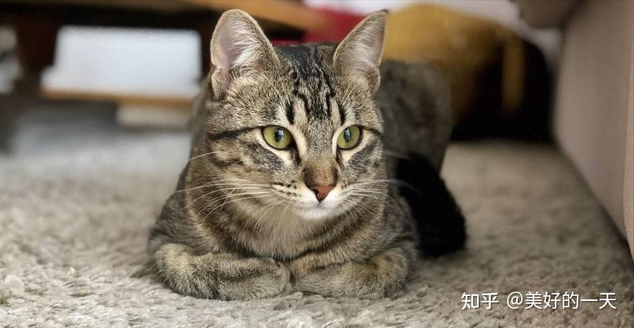 推荐指数:★★★★平均寿命:15~18年狸花猫的智商很高,不仅能听懂人话