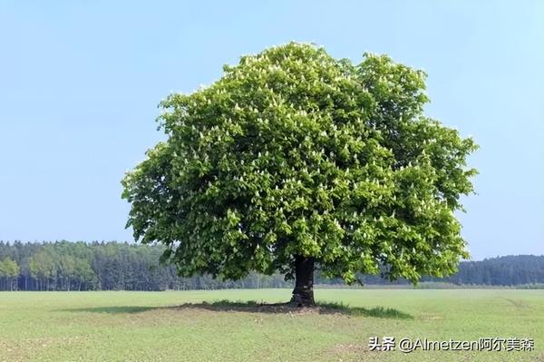 德国阿尔美森马栗露按摩膏 舒经活络,缓解酸痛,快速吸收 - 知乎