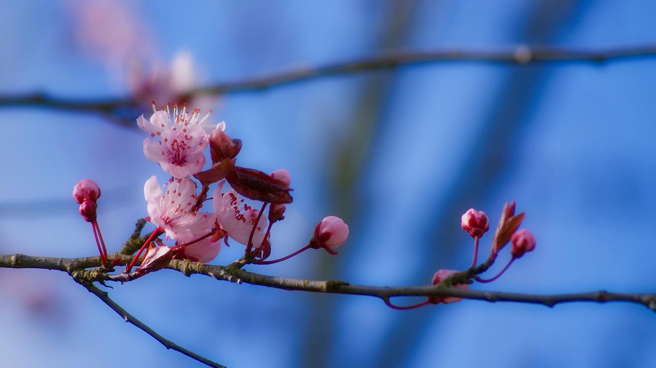 花枝如何爱生根