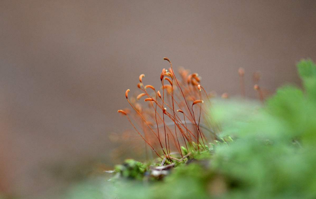 诗 苔花之问 读 苔 清 袁枚 有感 知乎