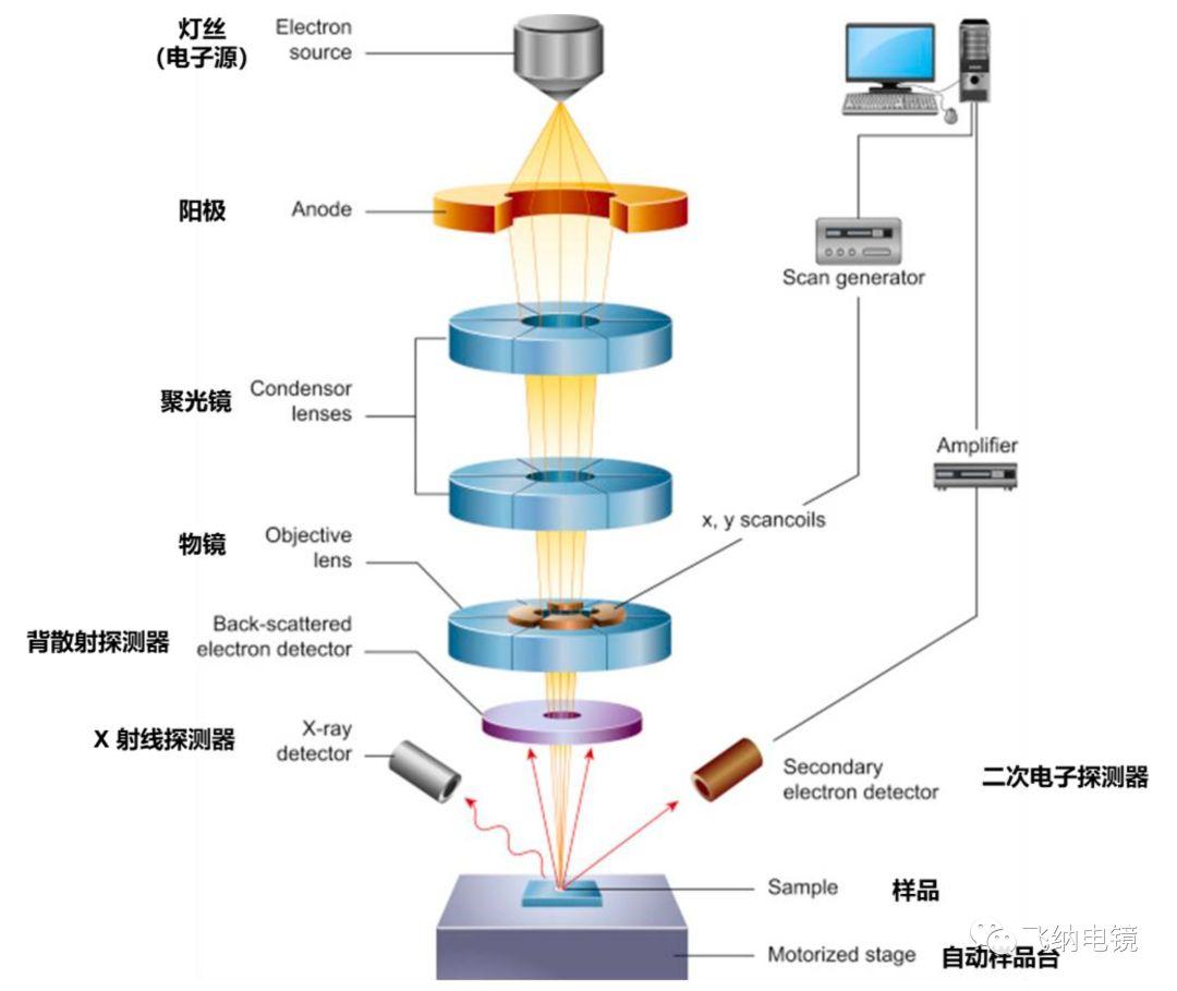 简单来说,扫描电镜是用于样品微区形貌,结构及成分的观察和分析的仪器