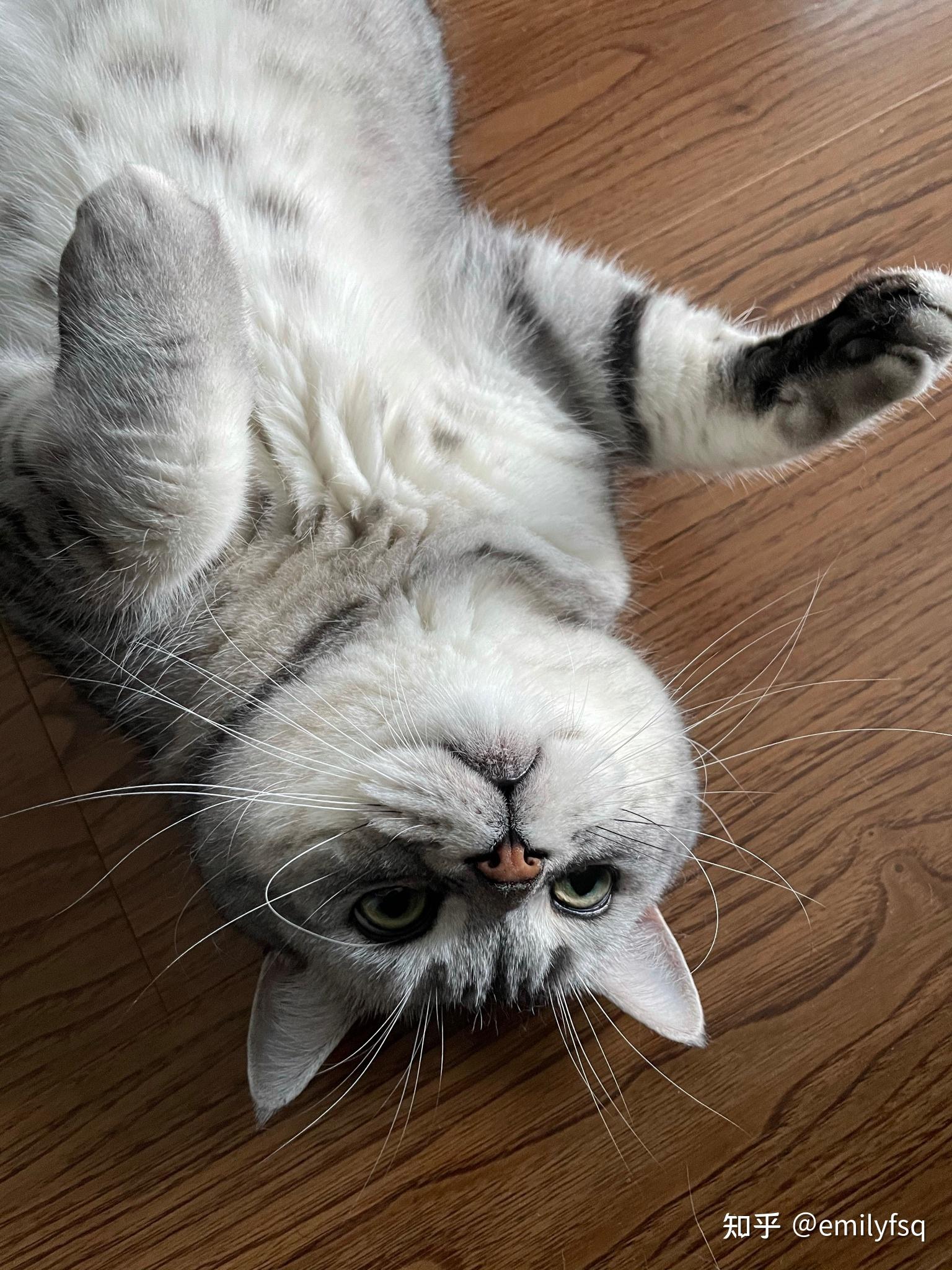 现实中见到的最好看的猫长什么样子
