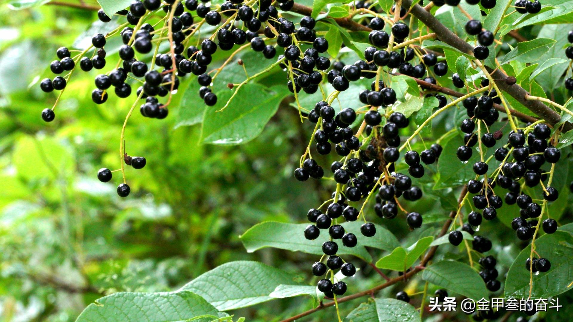 都柿是什么水果(盘点东北独有的野生水果)插图(10)