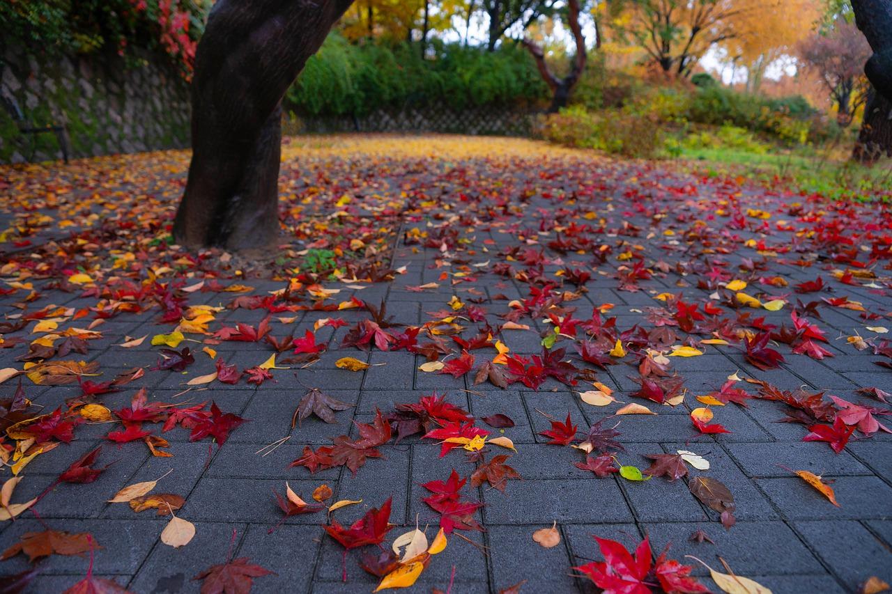3. 落叶季节分析