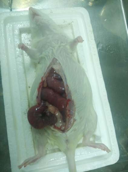 (2)无菌条件下用灭菌消毒后的镊子和剪刀分离出胎鼠(大鼠子宫为v字形