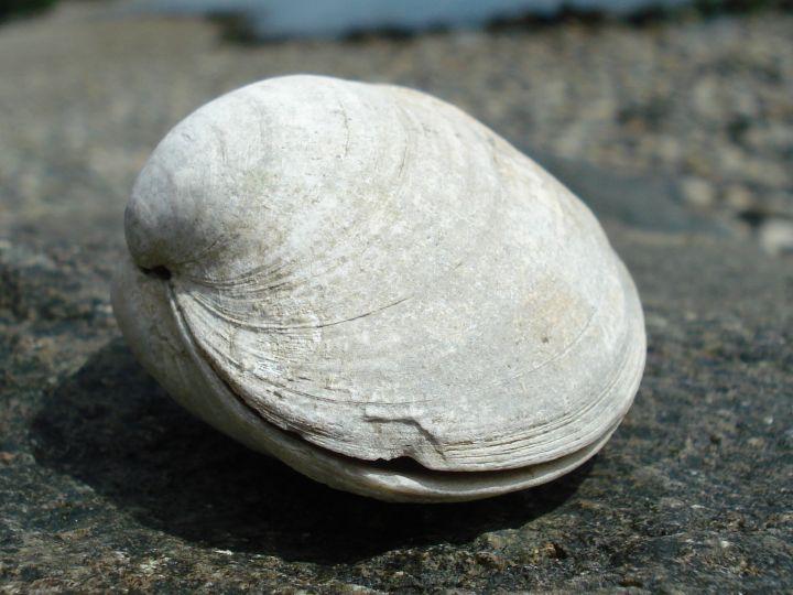 石房蛤毒素——毒性最强的麻痹性贝类毒素