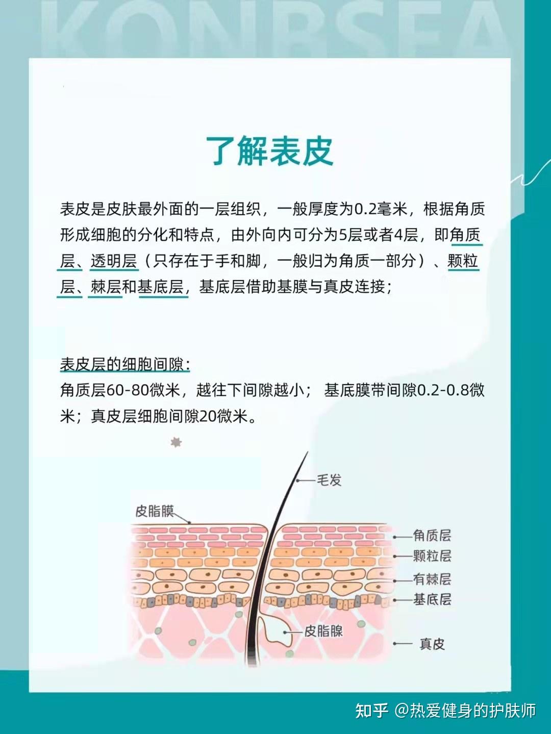 第二集人人必懂的皮肤基础知识——了解表皮结构 - 知乎