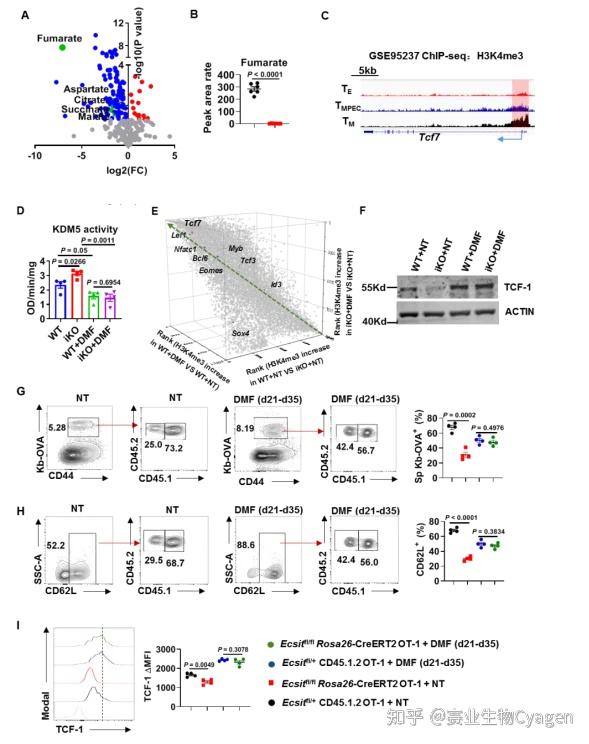 杨硕/王曦/陈芸等合作发现调控cd8  t细胞记忆形成新机制