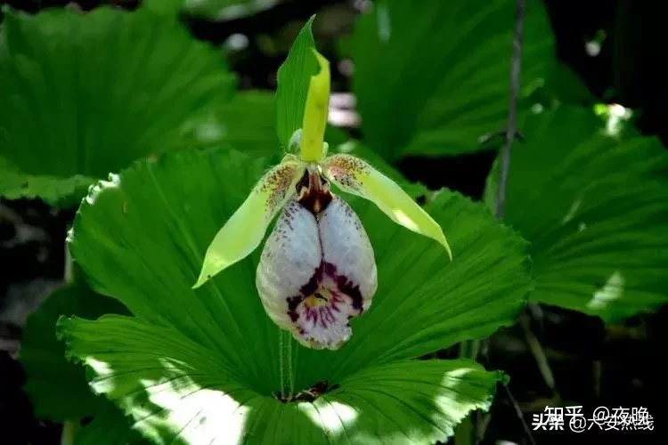 被子植物有哪些 被子植物和裸子植物哪个先出现