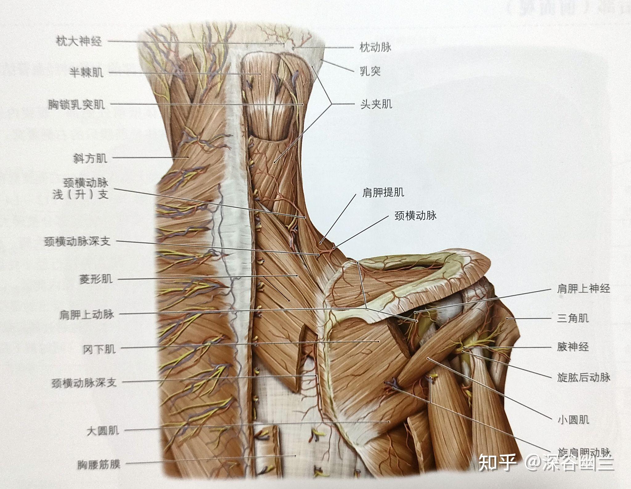 肌皮神经支配肌肉图片