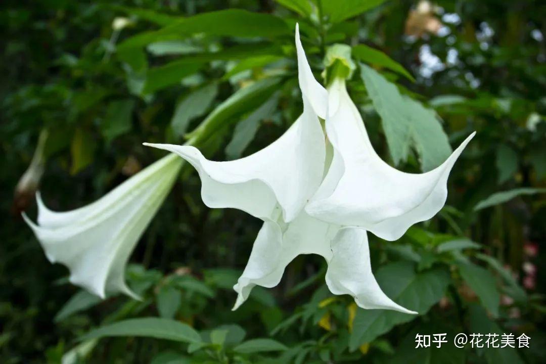 【曼陀罗】天使的号角,美貌之下却是世界上最毒的花草之一 - 知乎