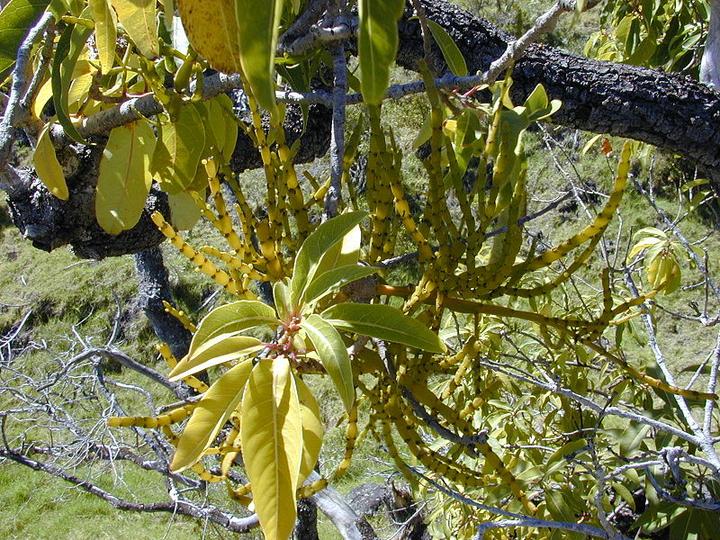 【植物界全系列】檀香目—桑寄生科(下):栗寄生 - 知乎