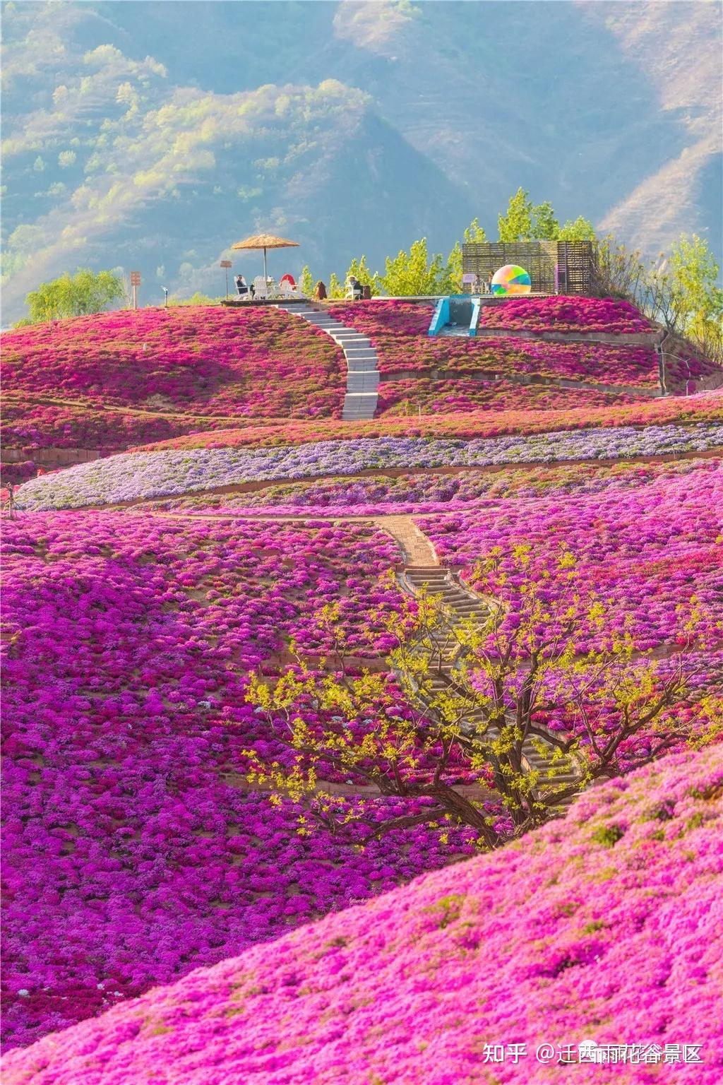 芝櫻花有紅/巨粉/小粉/藍/白五種色彩,在雨花谷