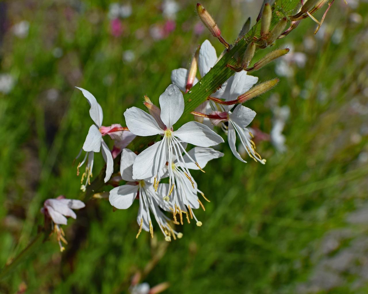 4. 干花蝴蝶窗景