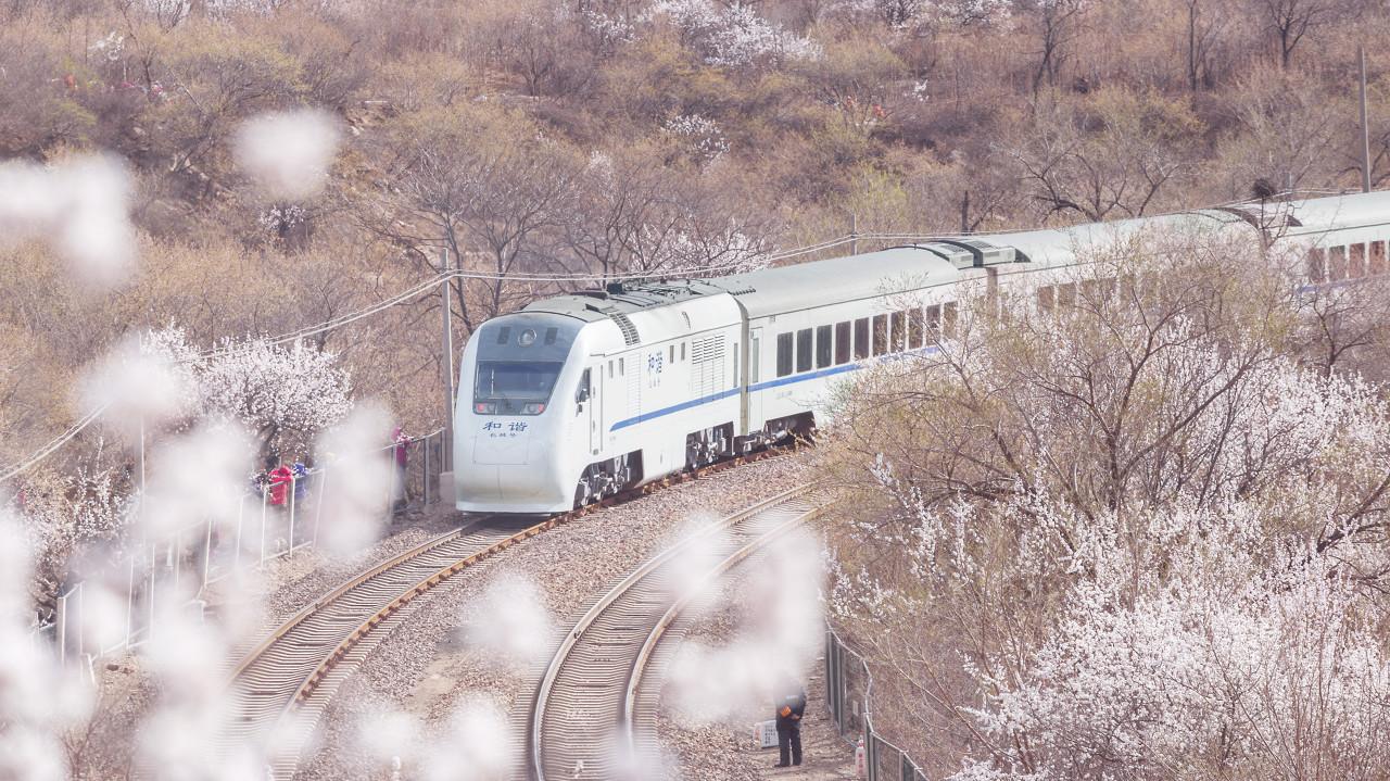 登山赏花,便是春日最美好的事了不用去日本,在北京也能看到樱花列车的