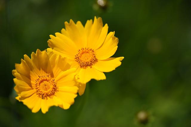 这10种菊花 一到夏天成花海 越热开得越旺 知乎