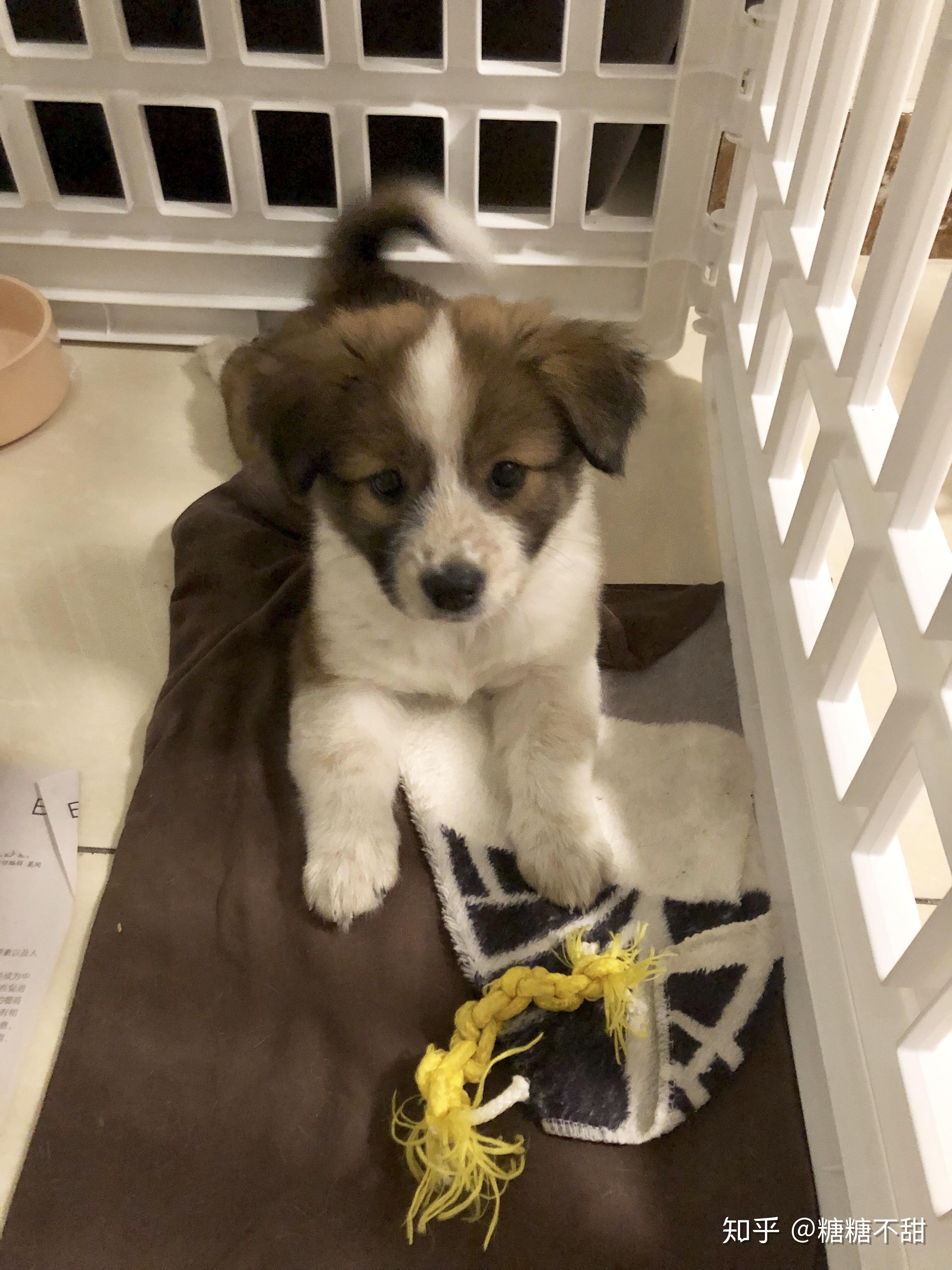 有人养过边牧和柯基的混血吗? - 知乎