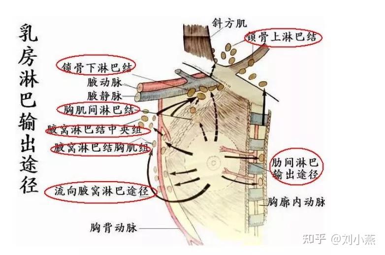 乳房淋巴结的位置图片图片