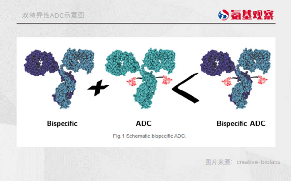双抗ADC走向创新舞台，野心与危险 - 知乎