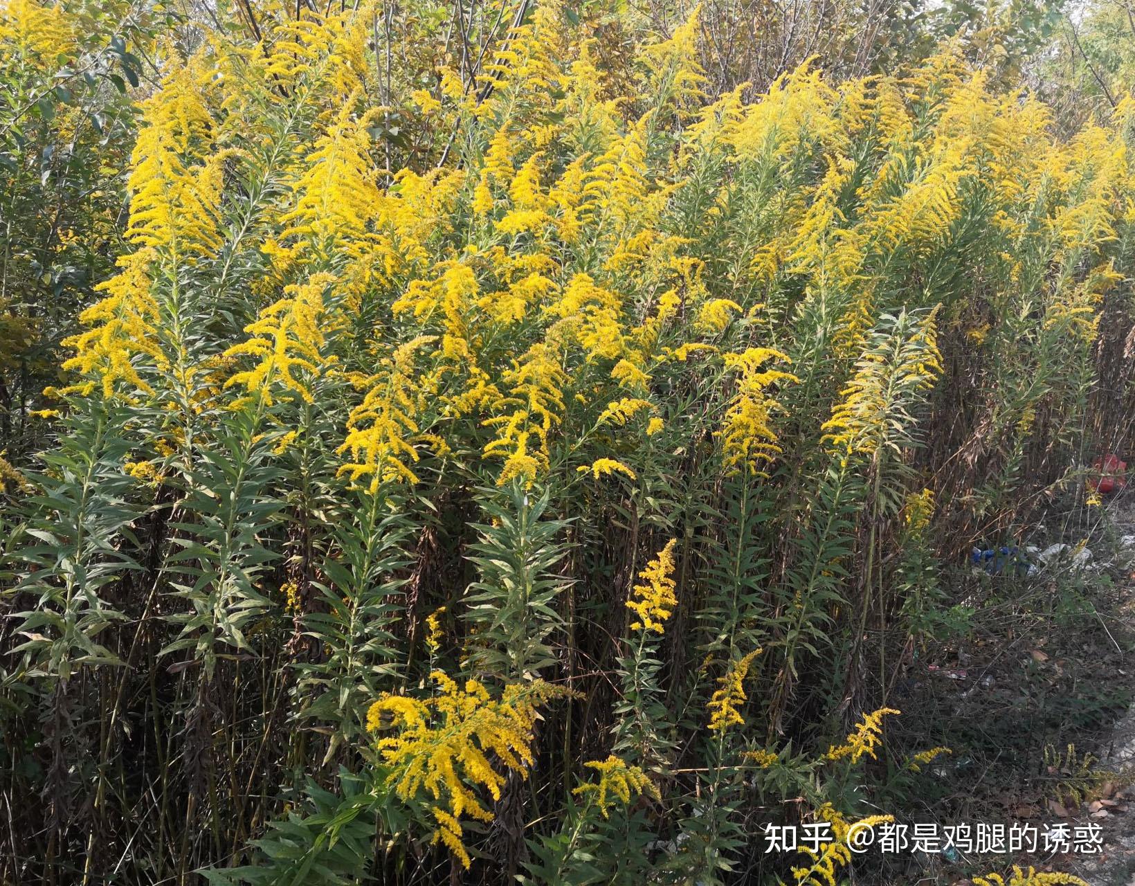 從生物學角度看加拿大一枝黃花是如何讓其他植物消亡的