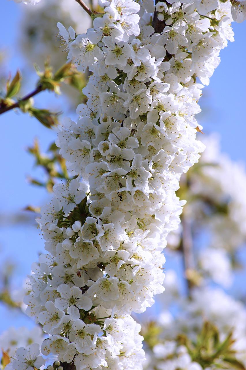 丹桂苗多少钱一棵