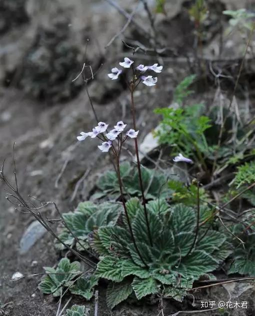 石花,别名:石胆草,石莲花, 苦苣苔科,珊瑚苣苔属多年生草本植物.