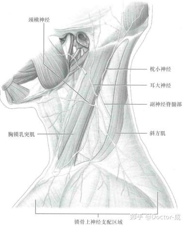 颈丛神经阻滞-笔记 - 知乎